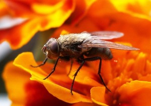 Seekor Lalat Berperan dalam Dakwah Islam