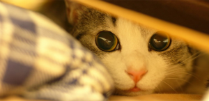 kucing